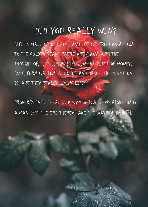 Did You Really Win Book Cover Jacket, featuring one large red rose standing in the rain